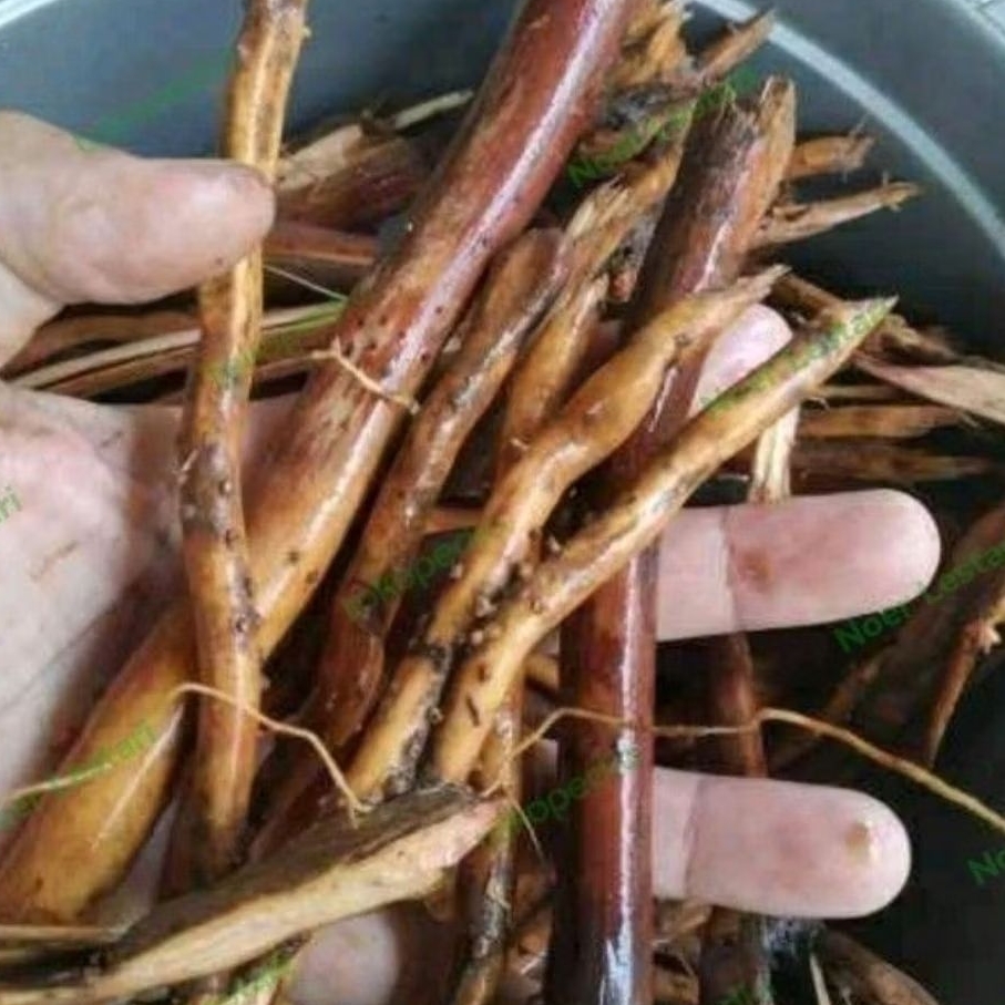 

jual murah obat herbal akar pohon pinang segar 250 gram