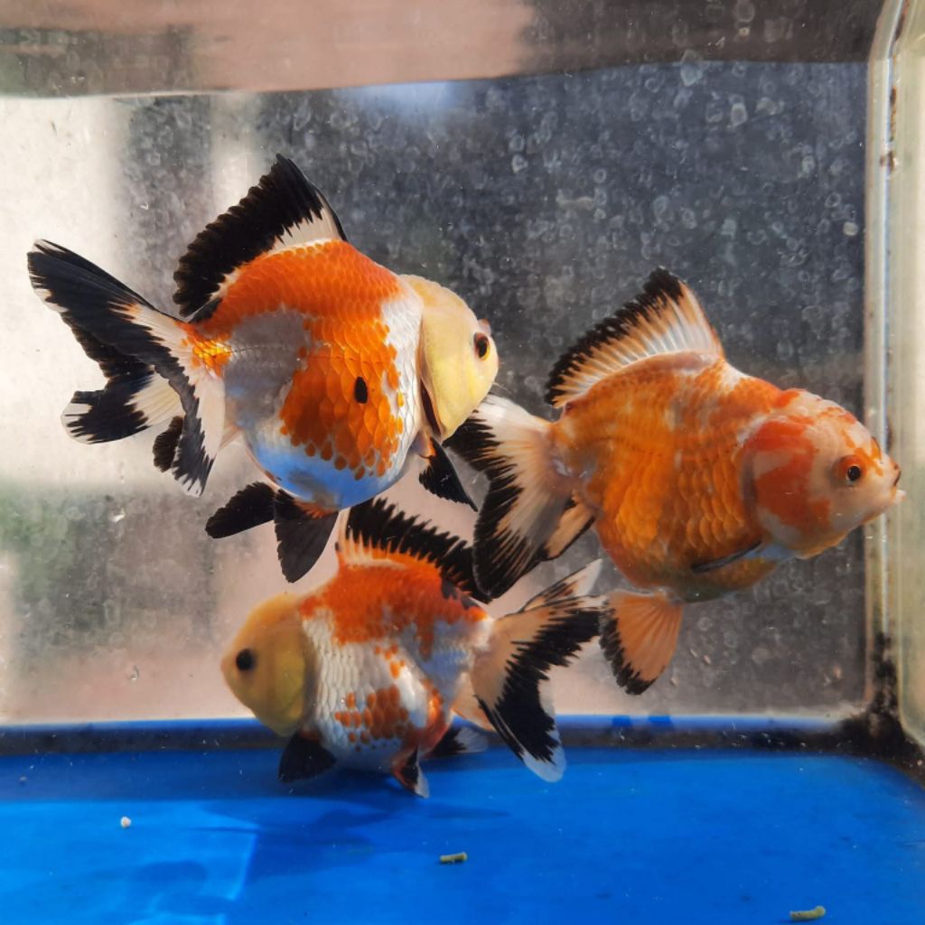 Paket isi 3 panda tricolor mas koki oranda hiasan aquarium cantik