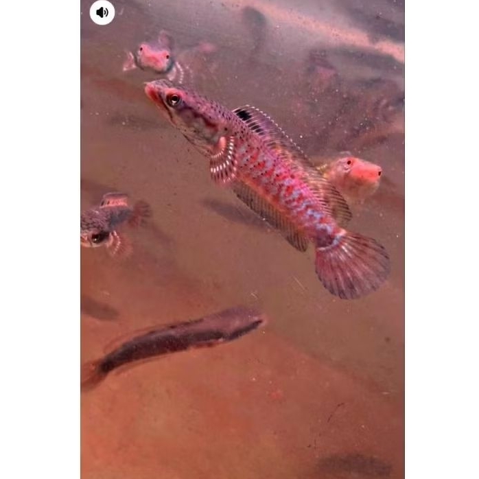 plastik single Red pulchra