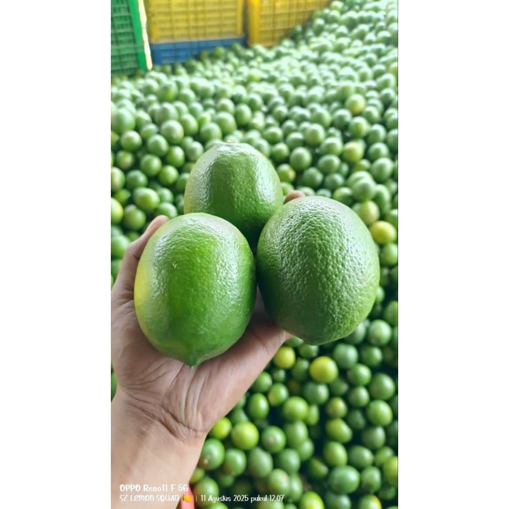 

Lemon California Fresh Dan Segar Super Premium