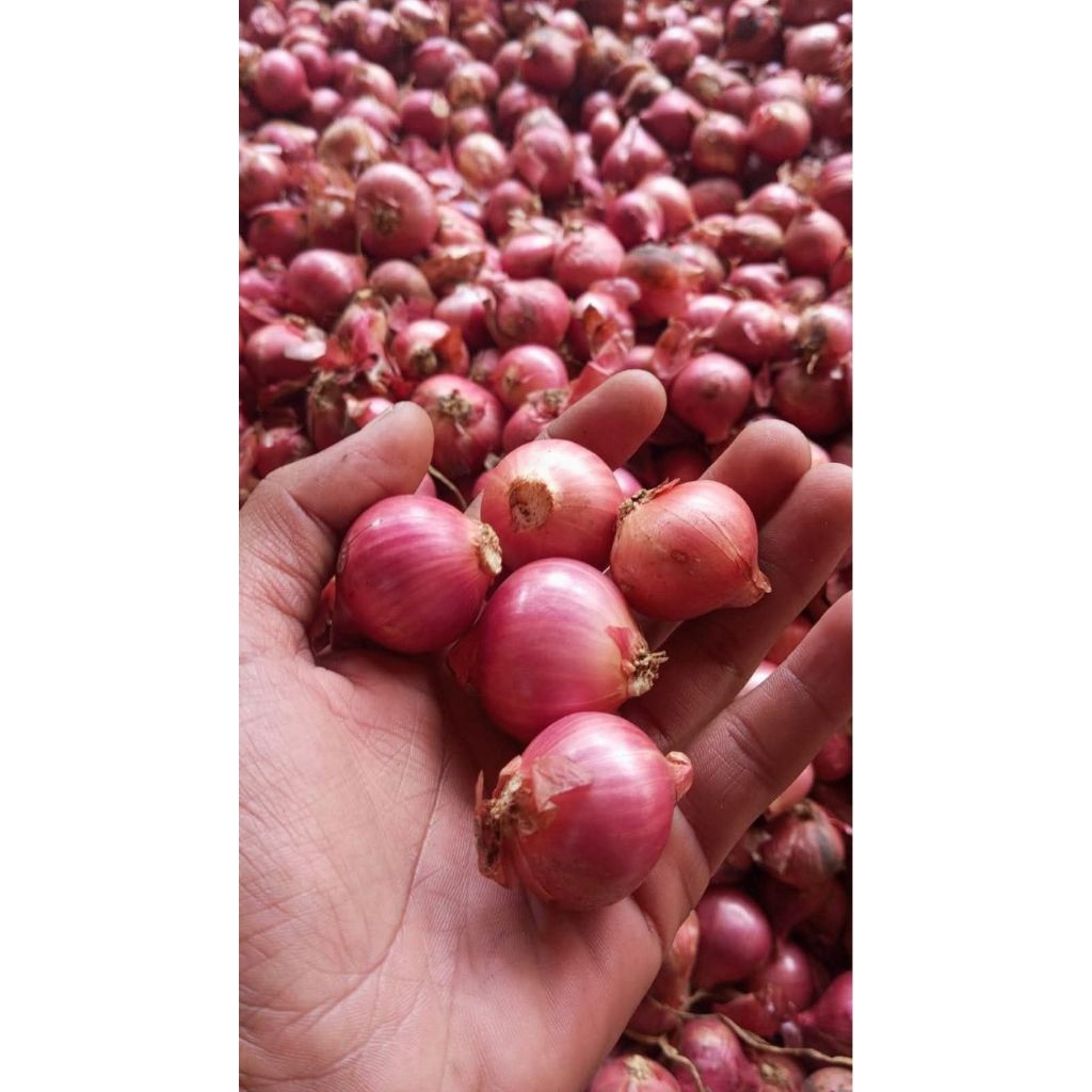

bawang merah segar, jual bawang merah, bawang merah kiloan, bumbu dapur segar, bawang merah berkualitas