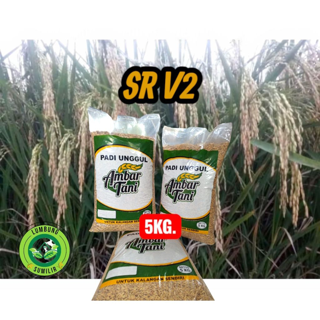 Benih Padi Unggul SR V2 Kemasan 5kg