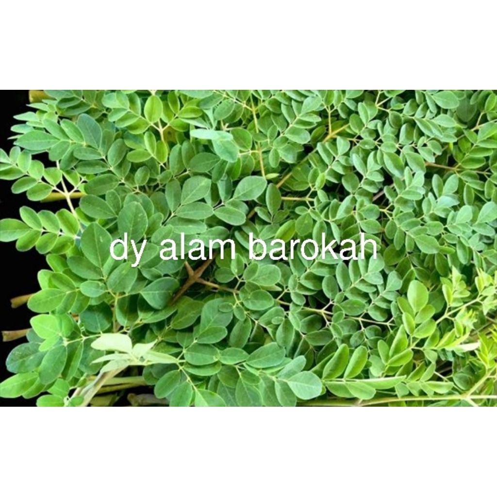 

Daun kelor segar 250gram