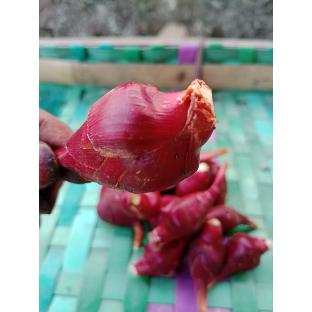 

Bawang dayak basah asli segar herbal