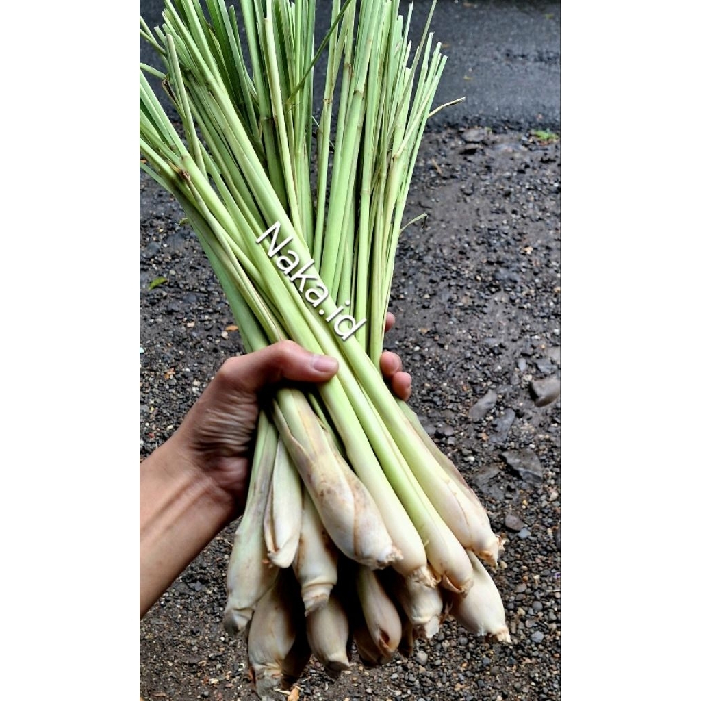 

Serai Fress / Segar Bumbu Masak 1kg