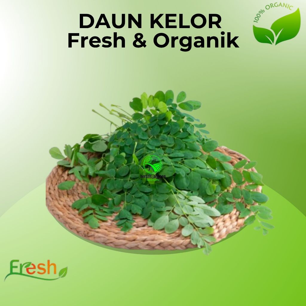 

daun kelor segar Moringa fresh leaves