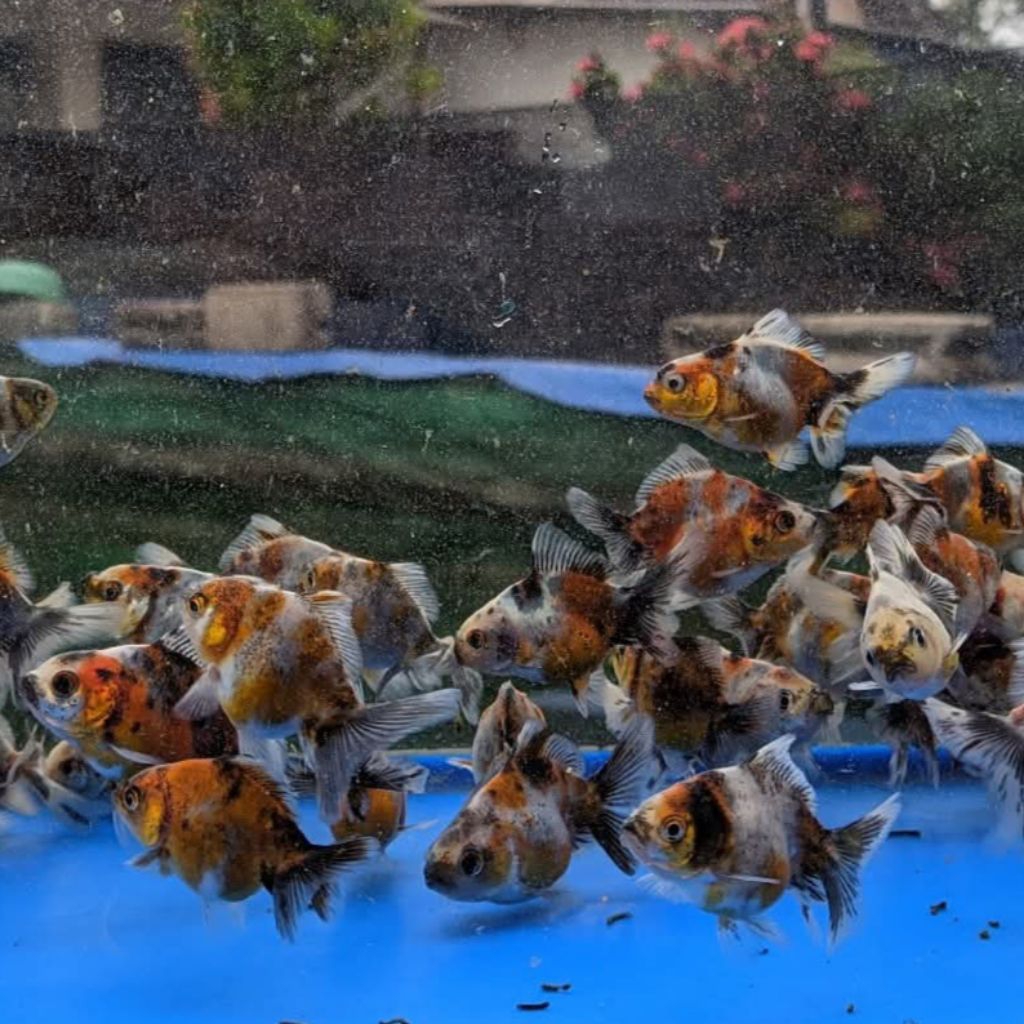 Paket isi 3 mas koki oranda pw pancawarna hiasan cantik aquarium