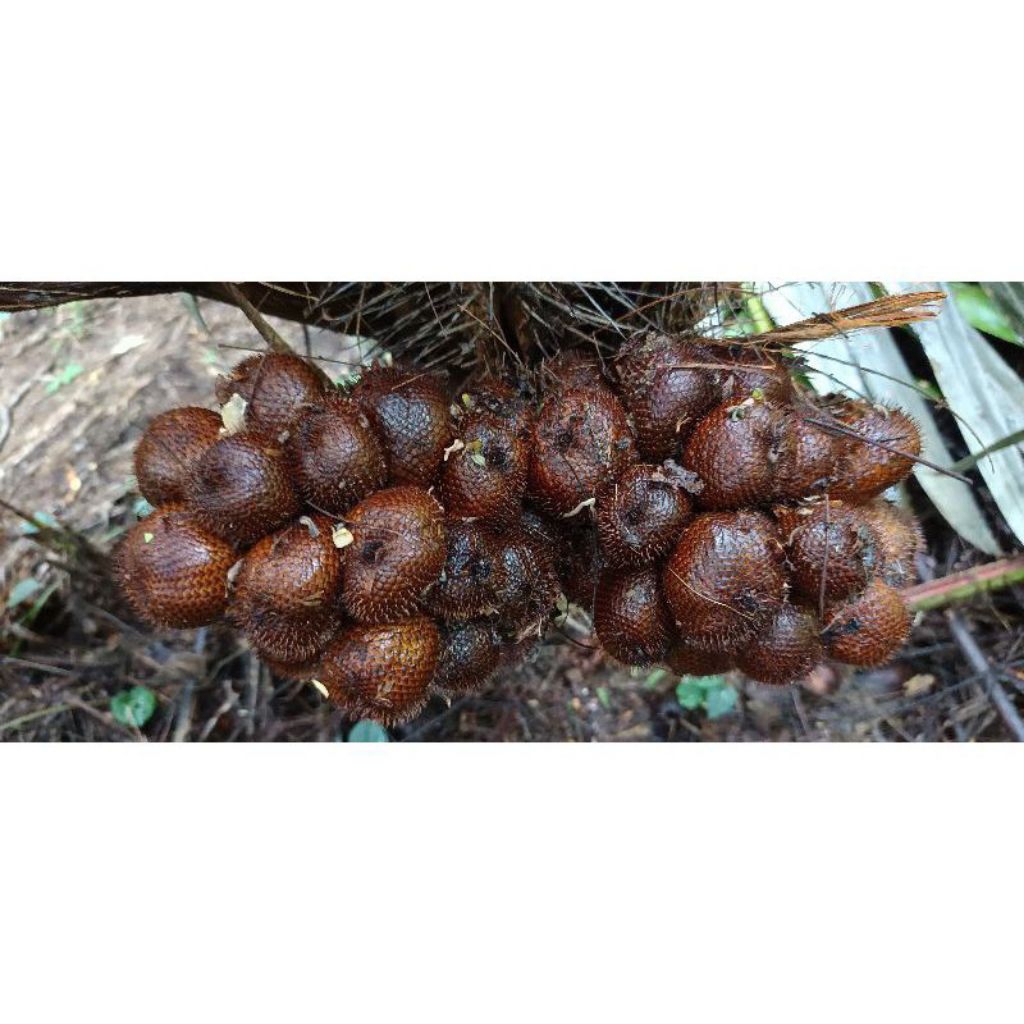 

kulit salak kering 50 gram