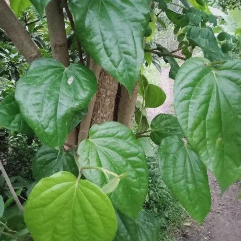 

obat herbal daun sirih hijou segar per 50 lembar