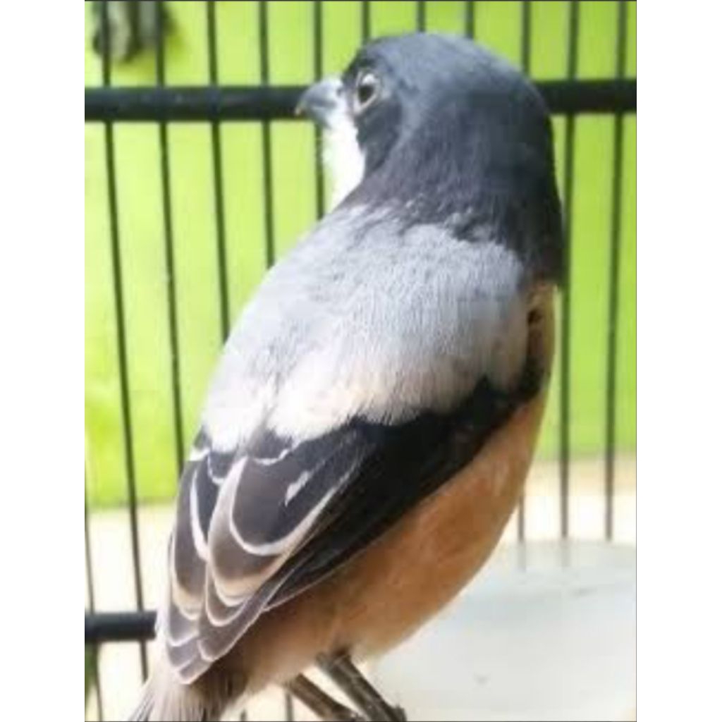 pentet blangkon Bondol