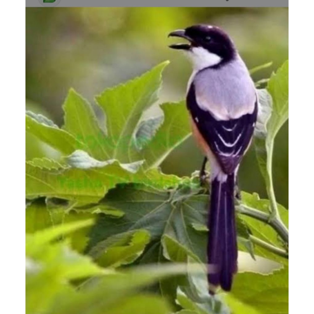 pentet blangkon Jatim pilihan