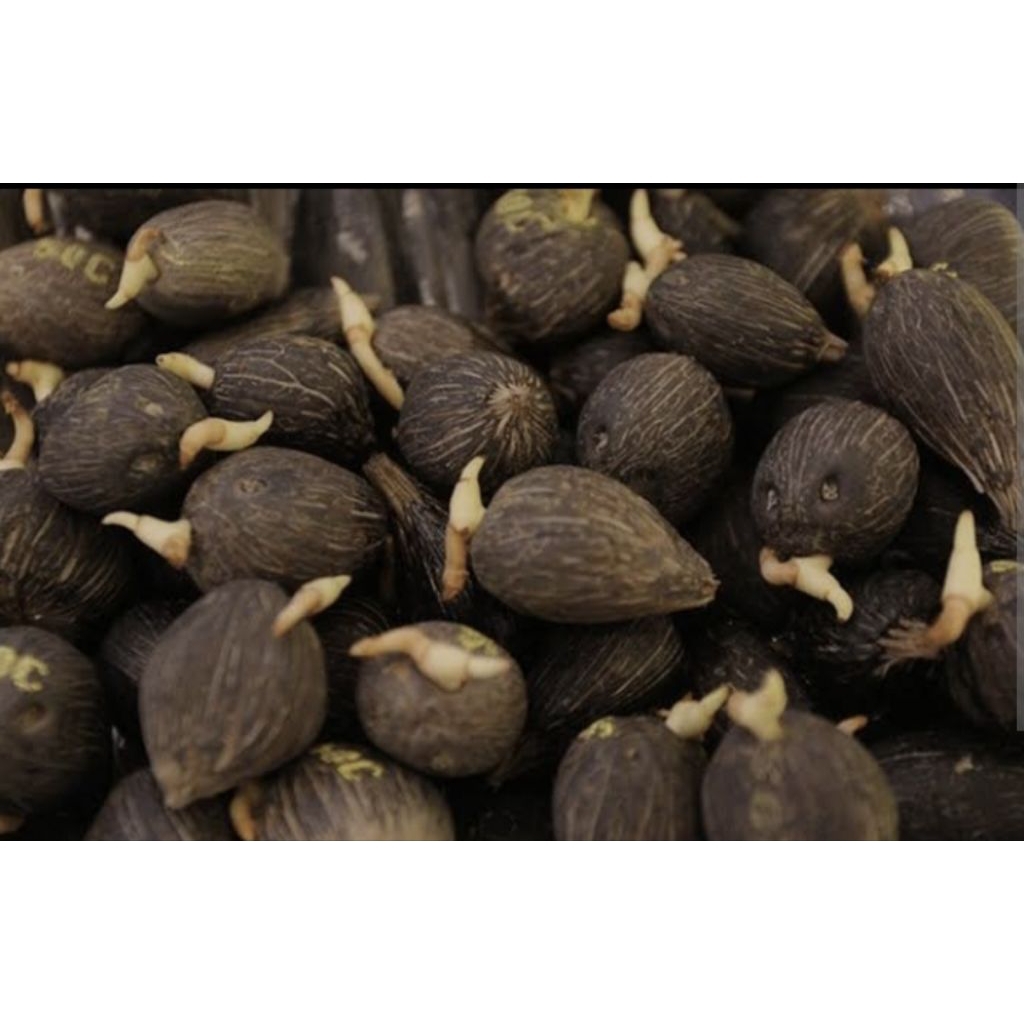 

batok kelapa sawit original