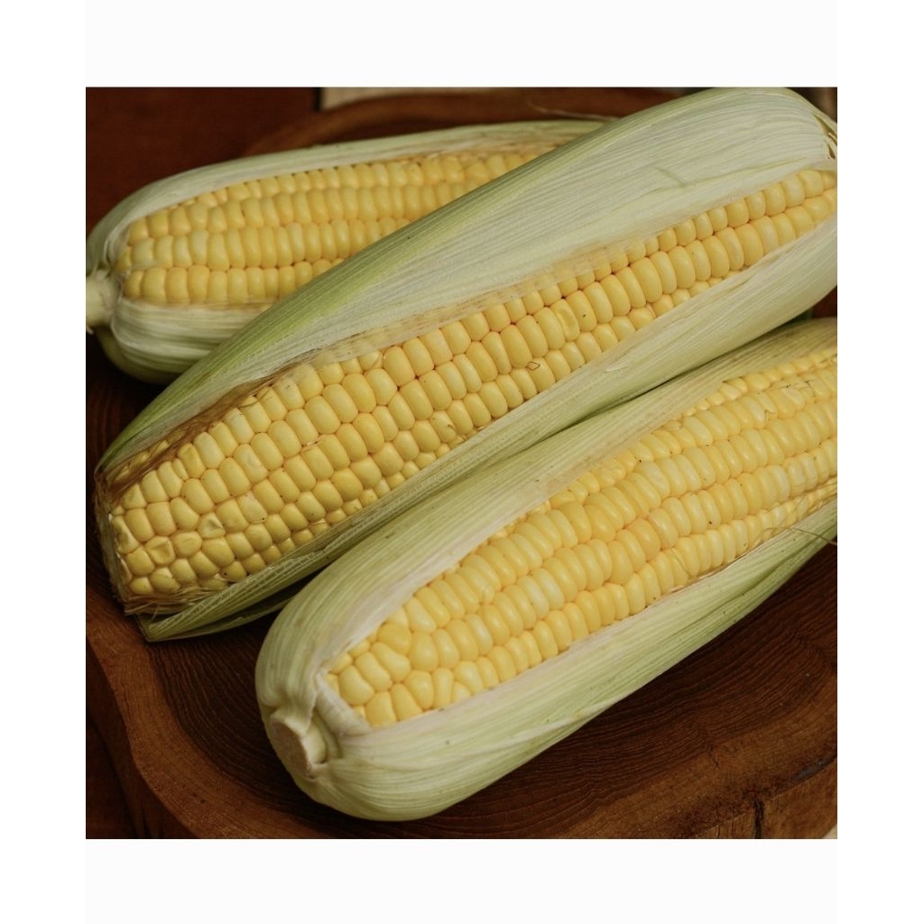 

Jagung manis segar fres besar 3 pcs