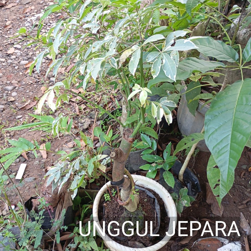 BONSAI RANDU VARIEGATA 1mtr