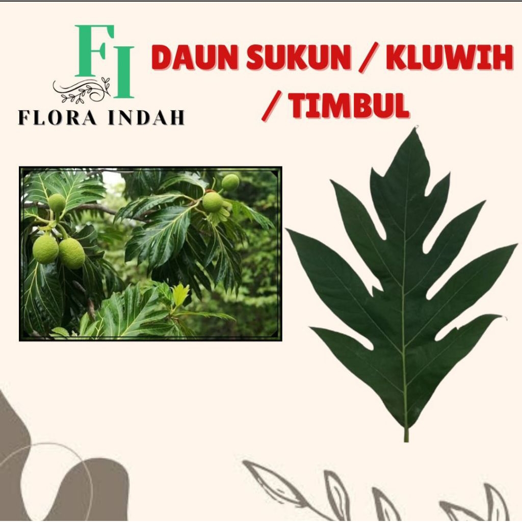 

DAUN SUKUN / KLUWIH / TIMBUL 1 HELAI SEGAR HERBAL ORGANIK PETIK SAAT ORDER