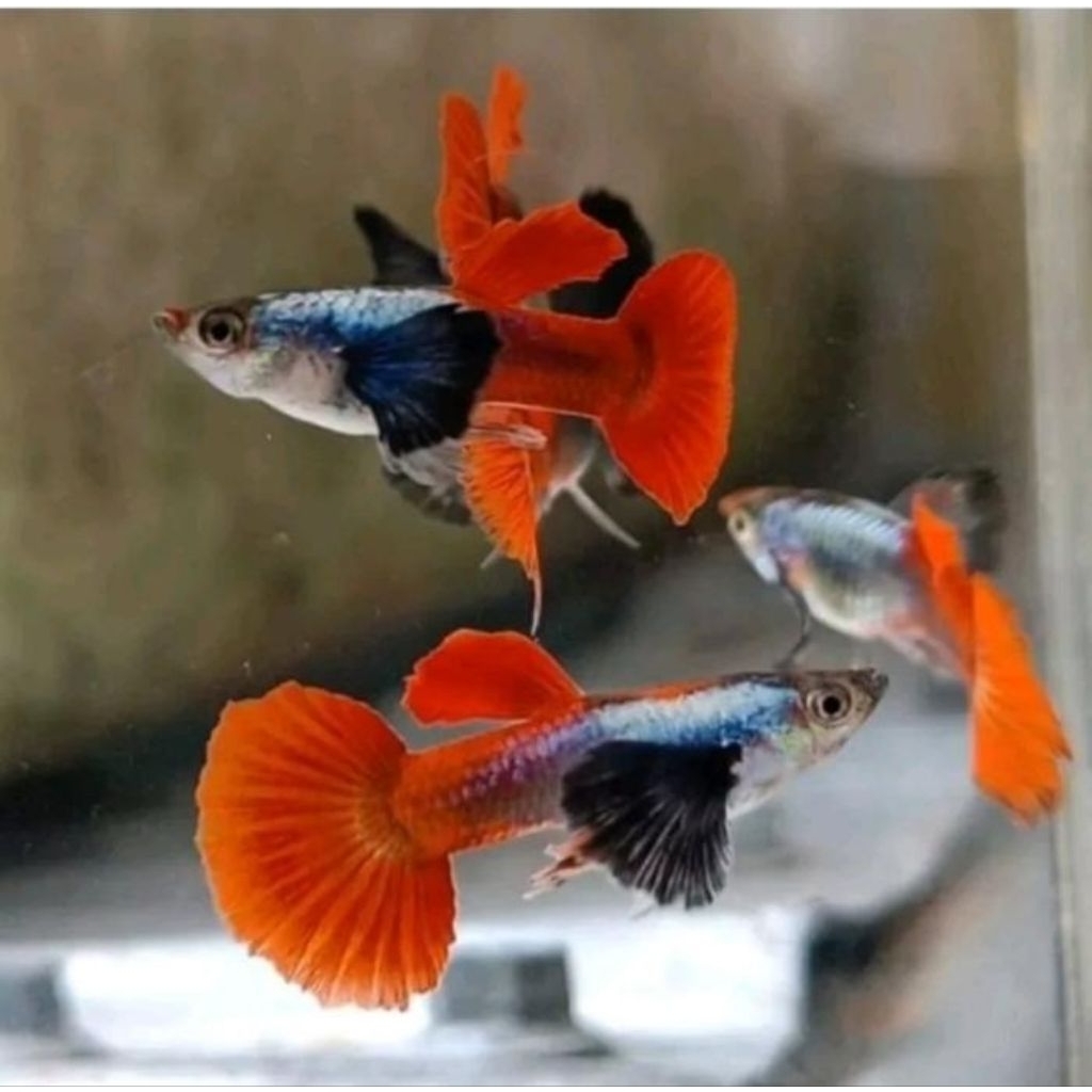 Pelengkap aquarium pewarna Guppy PRTDE sepasang/betina/jantan