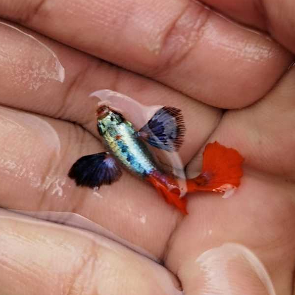 Ikan Guppy gupy gapy prtde platinum red tail dumbo ear aquascape ikan hias remaja dan induk jantan b