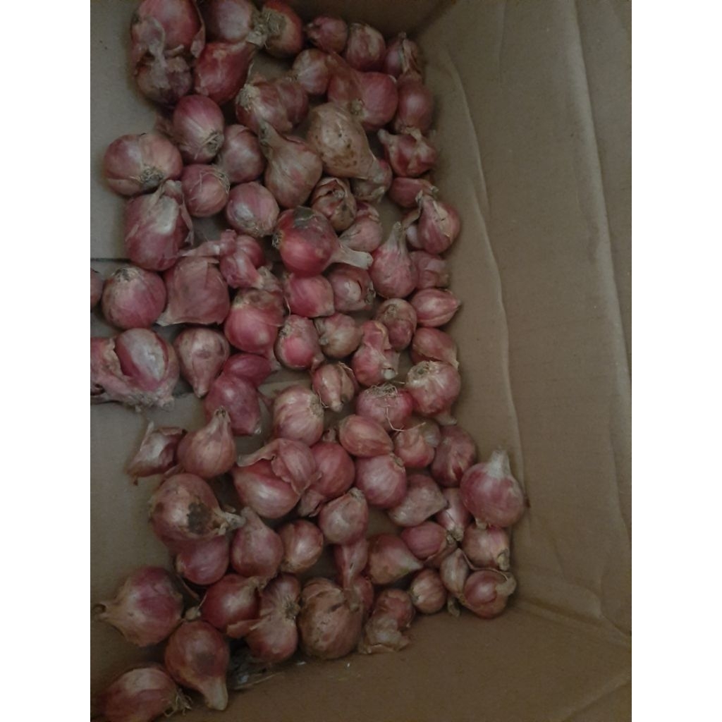 

bawang merah kering fresh