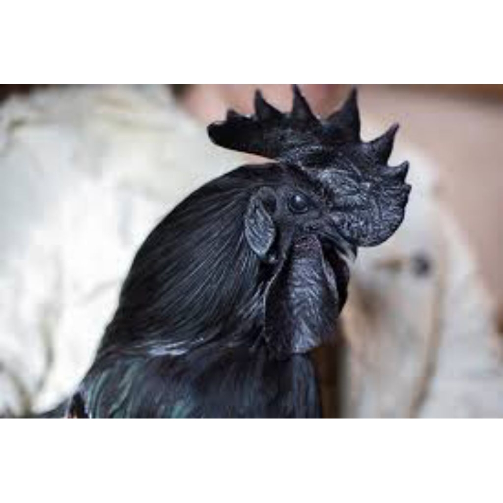 

telur fertil ayam cemani bibit unggul siap tetas