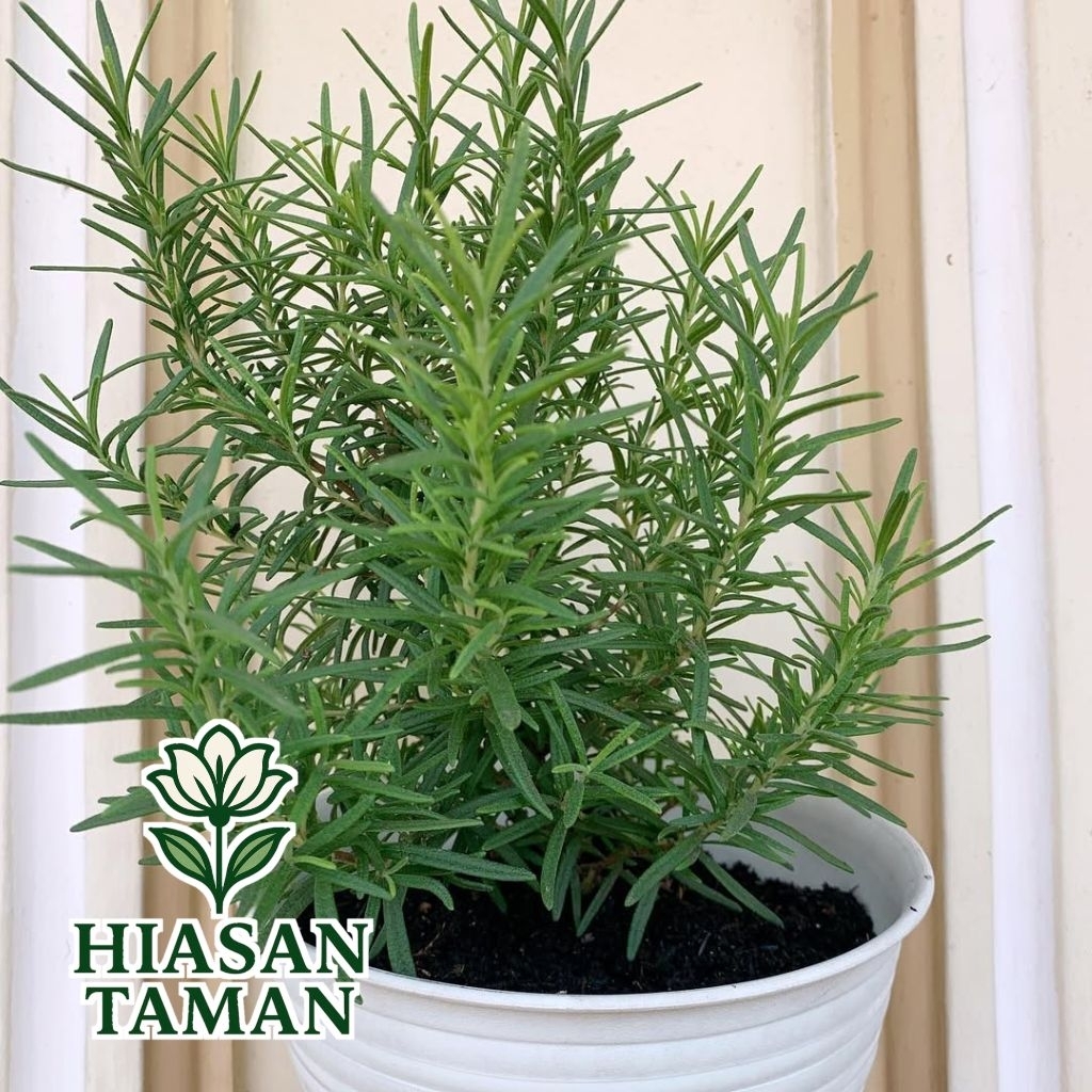 Tanaman hias rosemary - tanaman rosemary