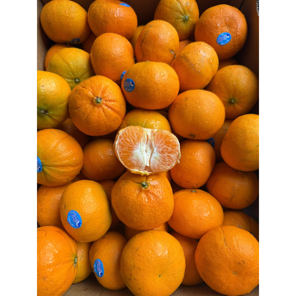 

Jeruk murcot citrus 1000gr