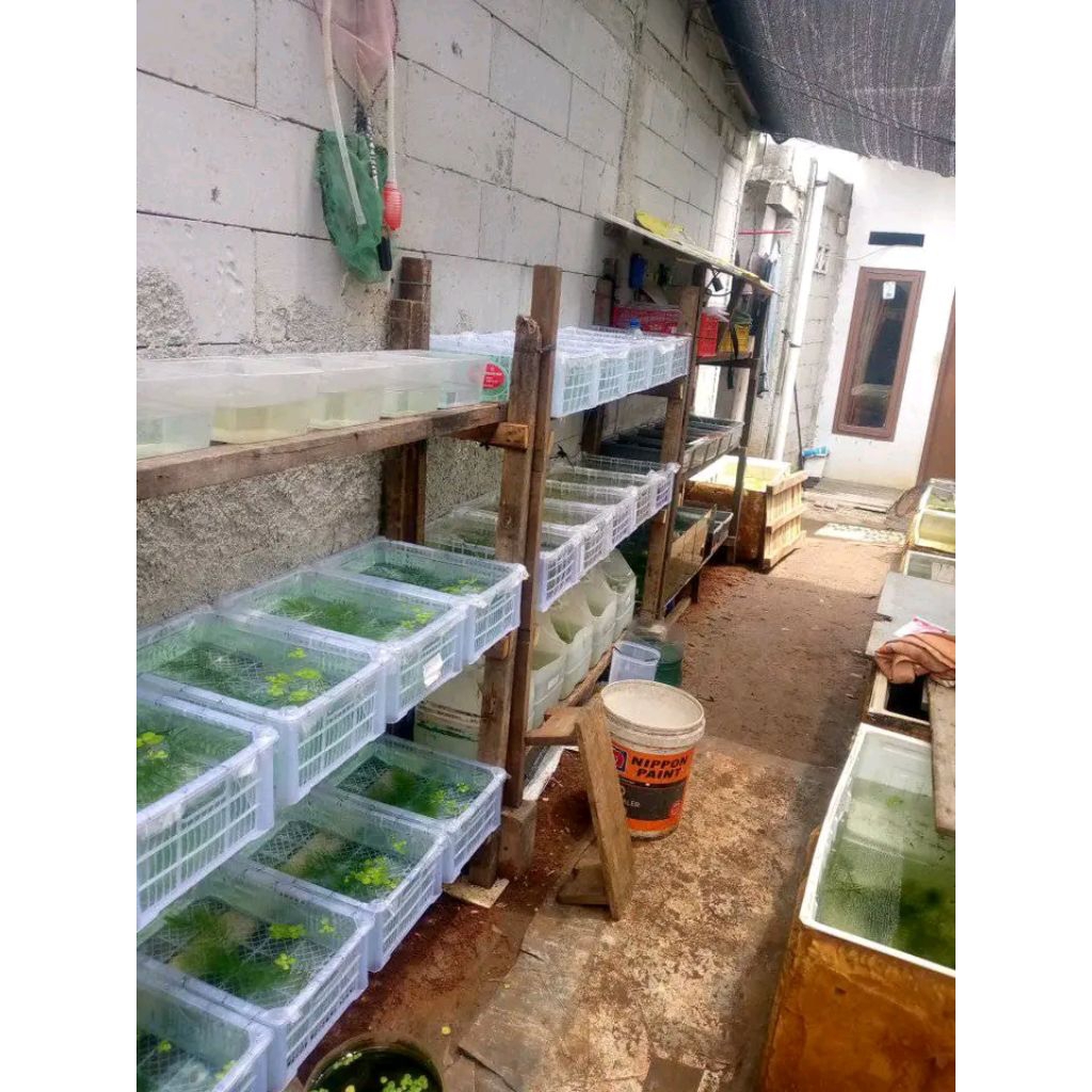 Guppy PRTDE indukan siap breed (1 pasang)