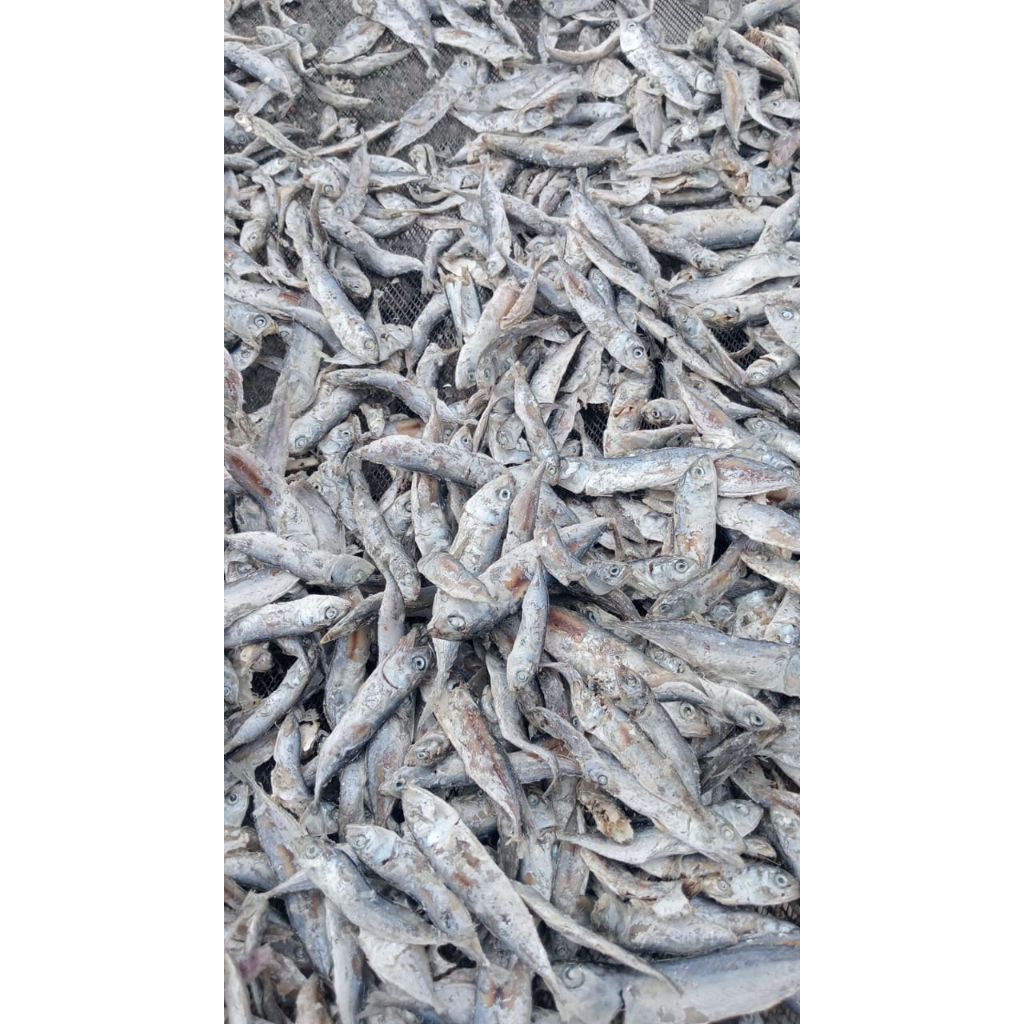 

IKAN KEMBUNG KECIL REBUS LAUT TIDAK BEGITU ASIN