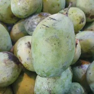 

Mangga indramayu masak/matang 1kg