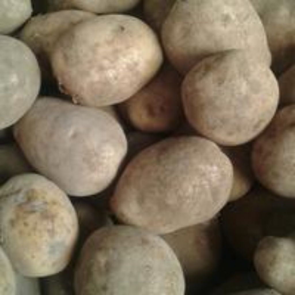 

Kentang Dieng Grade AB Super Fresh 500gr