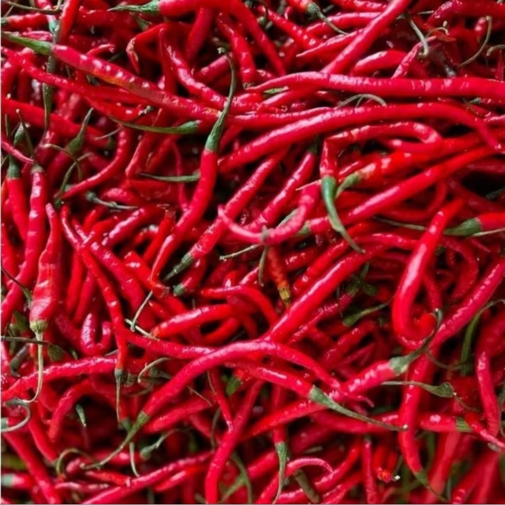 

cabe/ cabai merah keriting 500gr