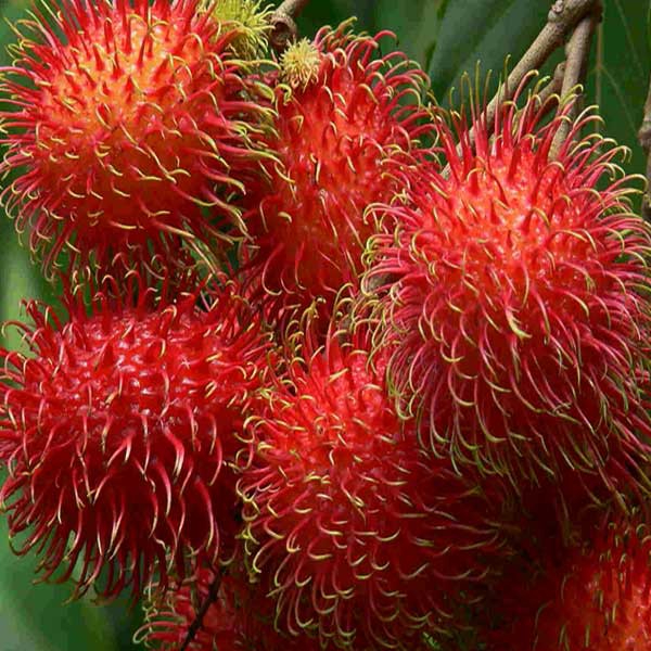 Bibit Rambutan Garuda Okulasi