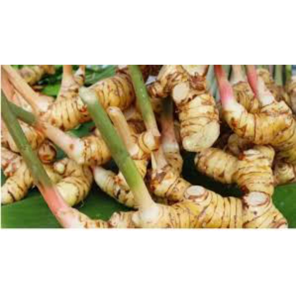 

Lengkuas/laos_segar_fres_bersih_1/2_KG