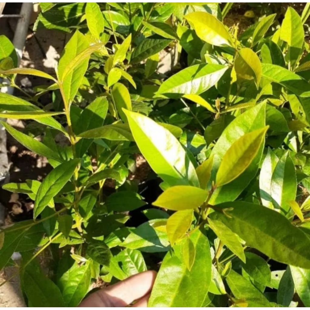 

Daun Salam Segar Cocok Untuk Bumbu Masakan Khas Nusantara Netto 100gram Original