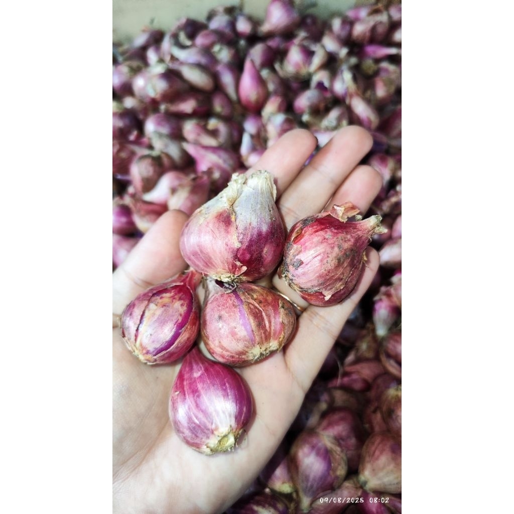 

BAWANG MERAH SUPER 1kg