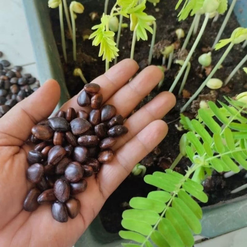 Biji Asam Jawa 120 Biji | Bibit Tanaman Bahan Bonsai Asem Jawa