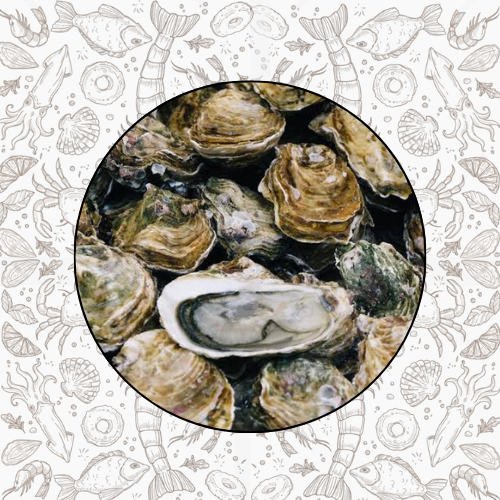 KERANG TIRAM OYSTER FRESH FROZEN