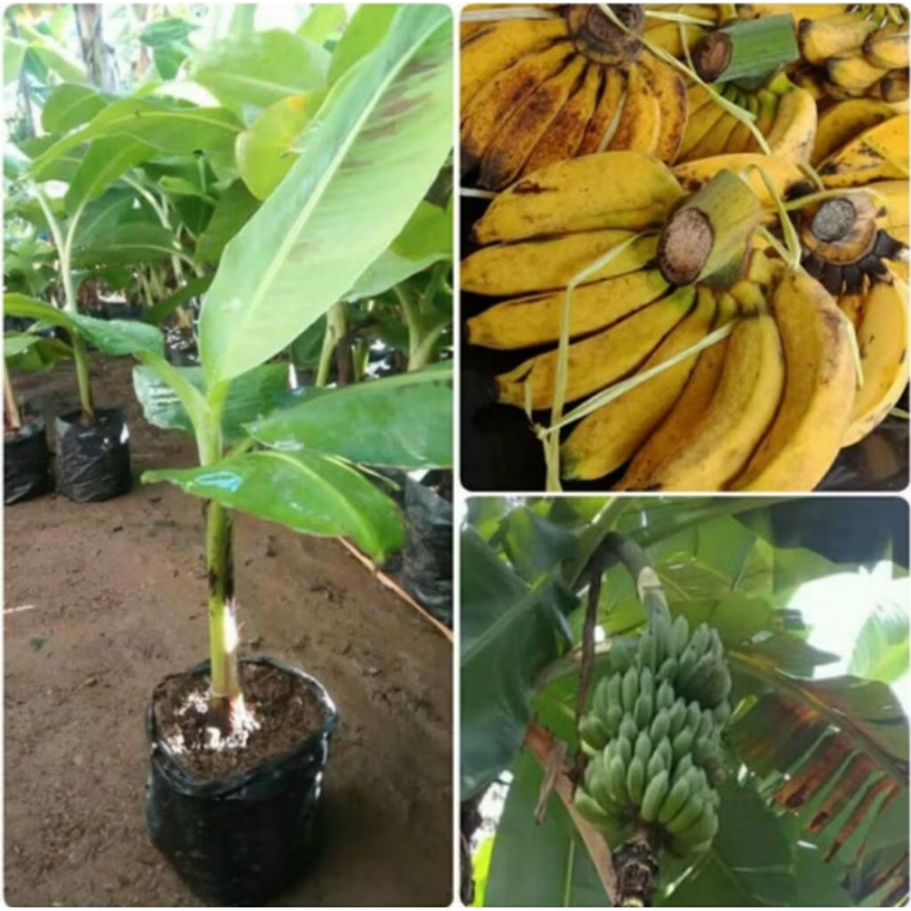 bibit pohon pisang- pohon pisang raja