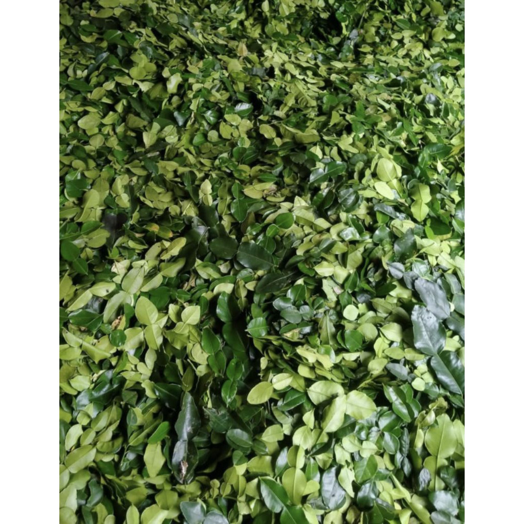 daun jeruk purut daun jeruk angka 8 segar 1kg