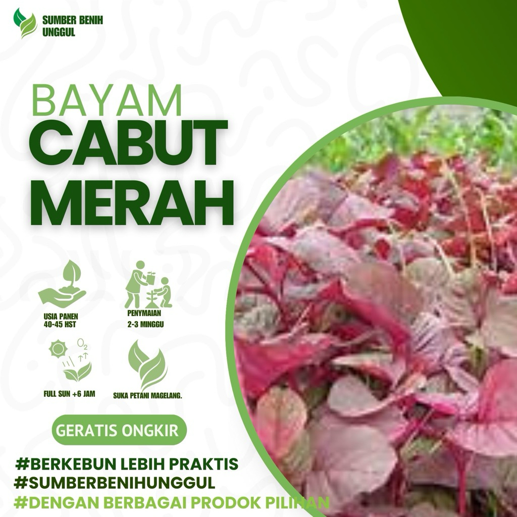 2000 Biji - Benih BAYAM CABUT MERAH - benih sayuran kaya antioksidan