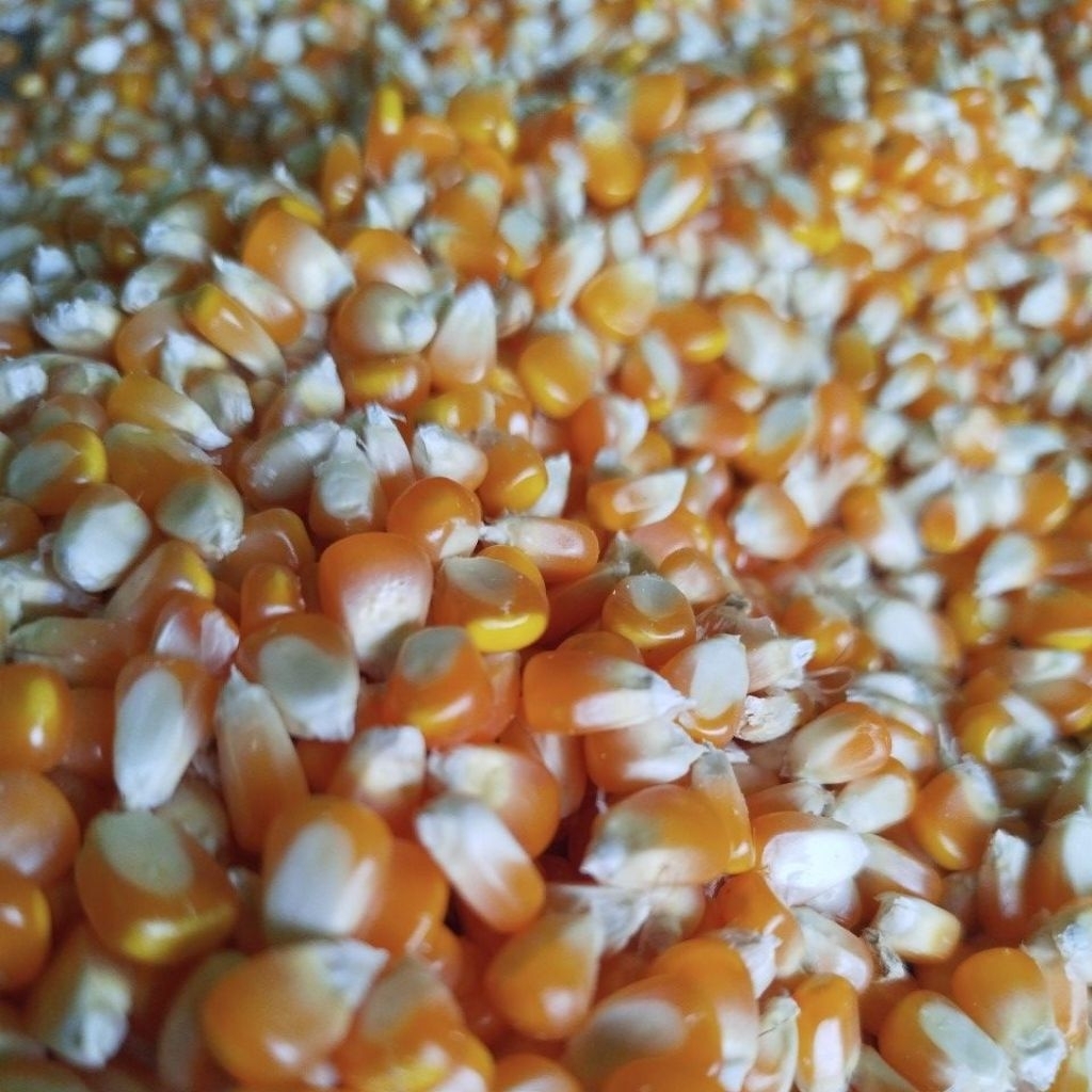 

Jagung pipil pakan ayam dan burung 1Kg