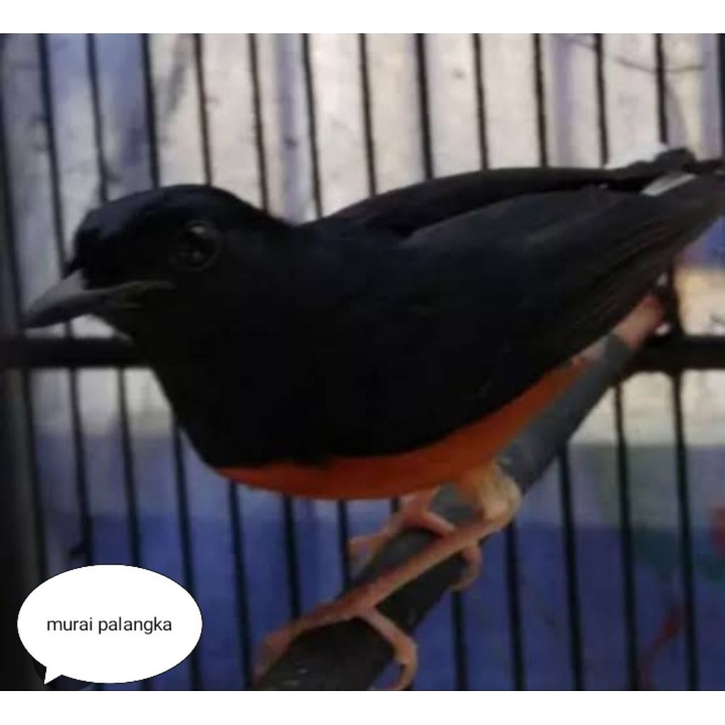 murai palangka Bondol jantan
