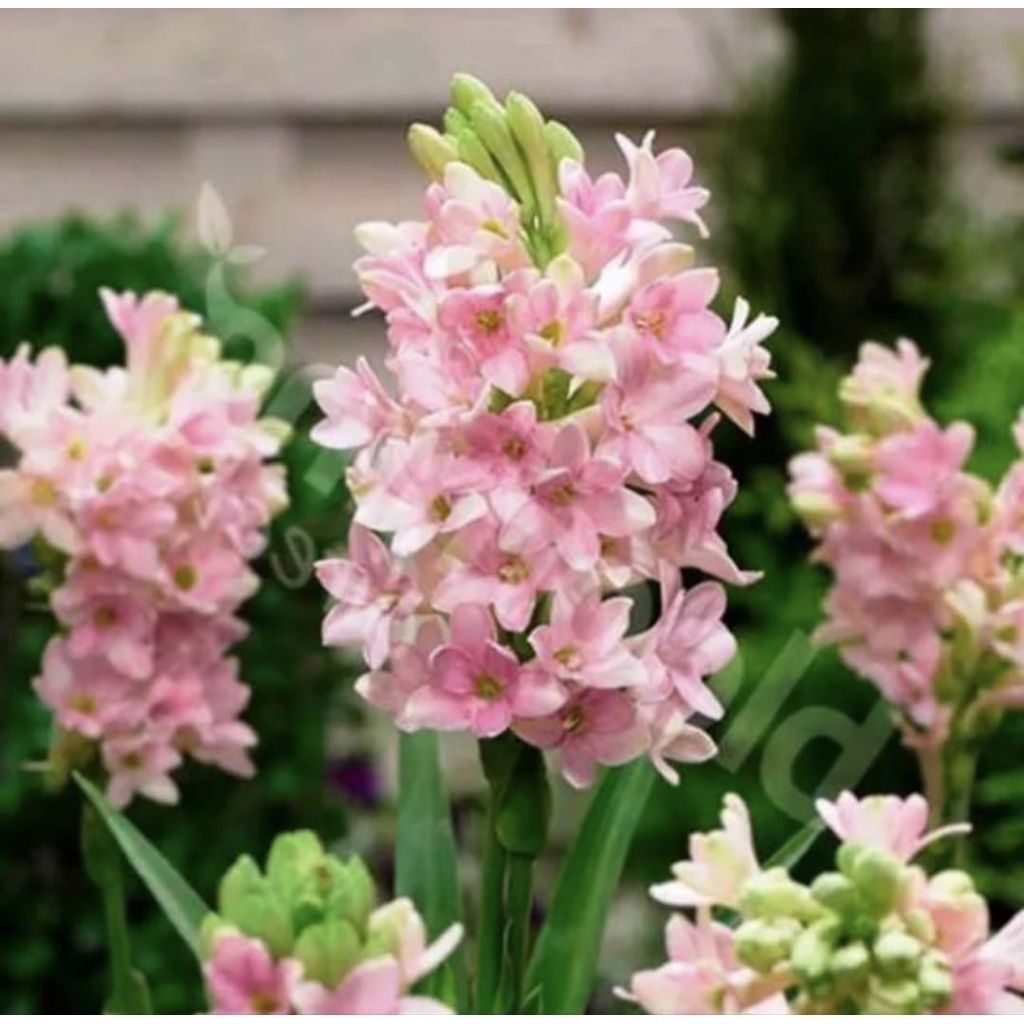 Pohon Sedap Malam Bunga Pink Tanaman Hias Pohon Bunga Sedap Malam Pink