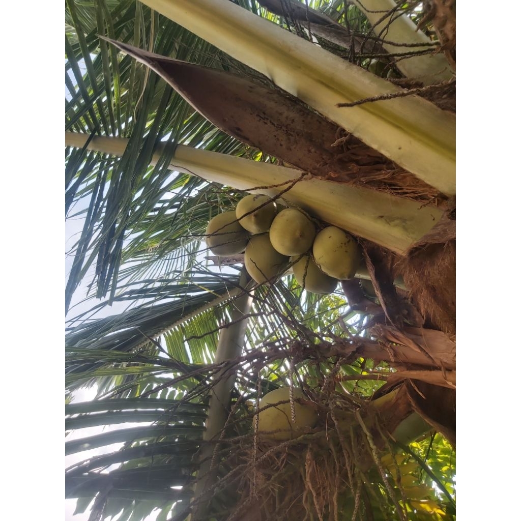 

Kelapa muda hijau utuh