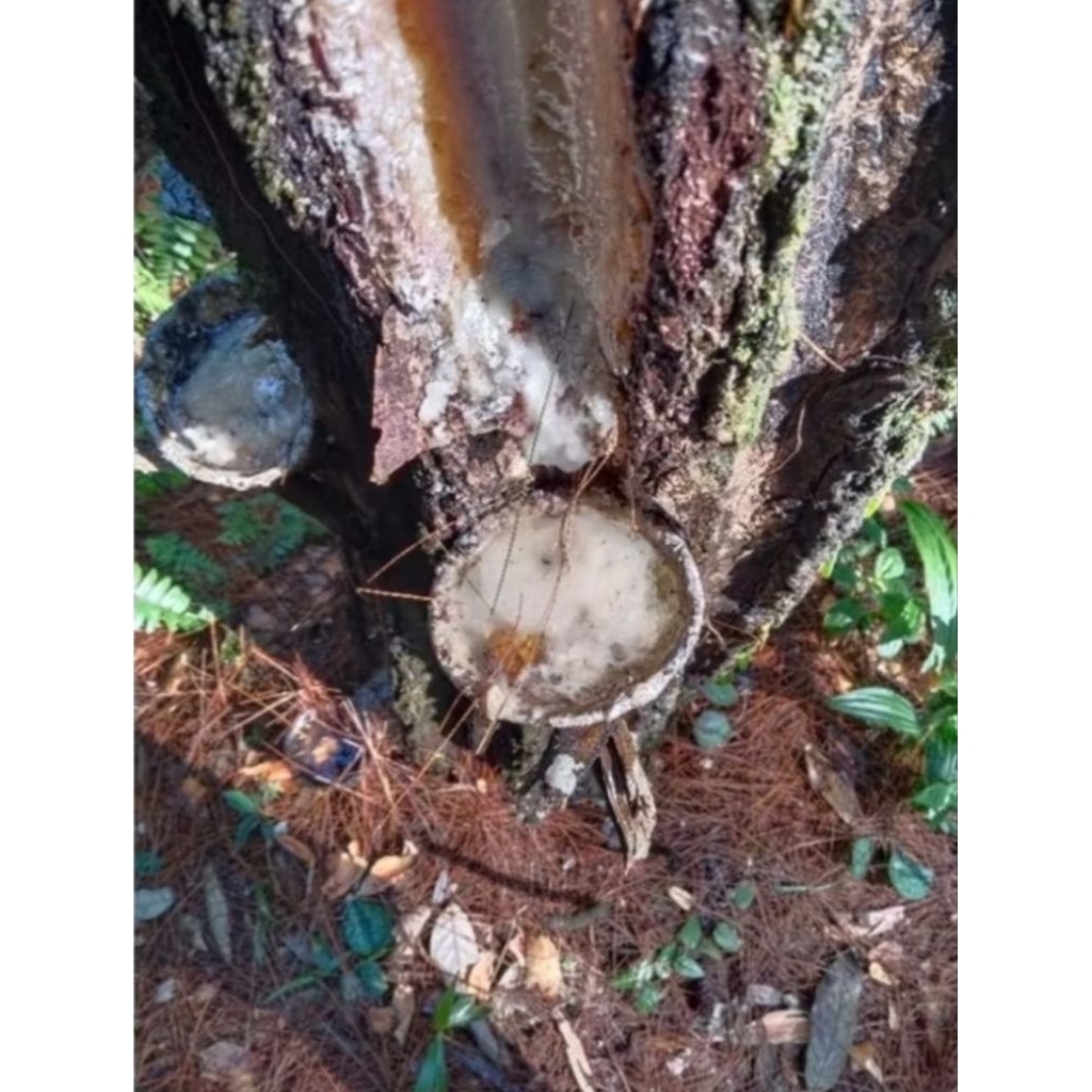 Getah pinus/resin mentah 500gram