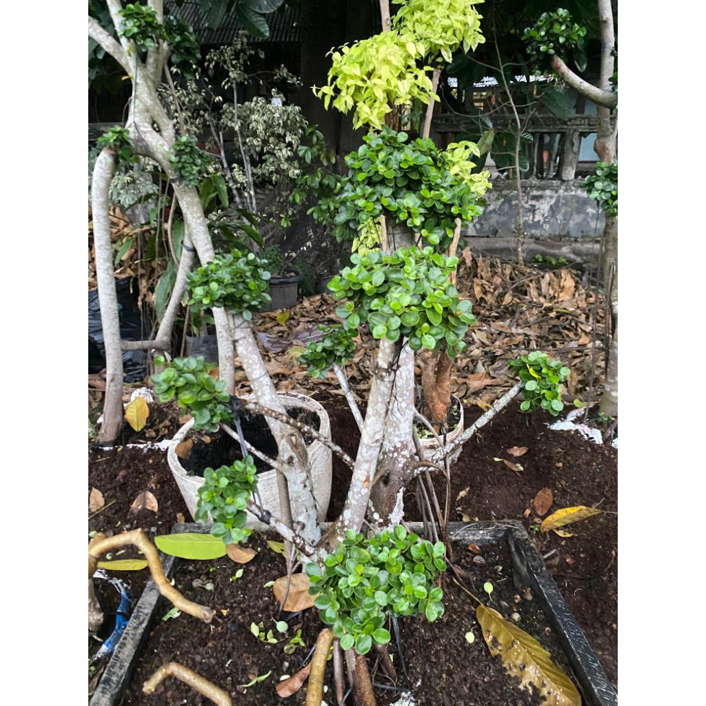 bonsai beringin micro dolar tinggi 1m + pot bonsai