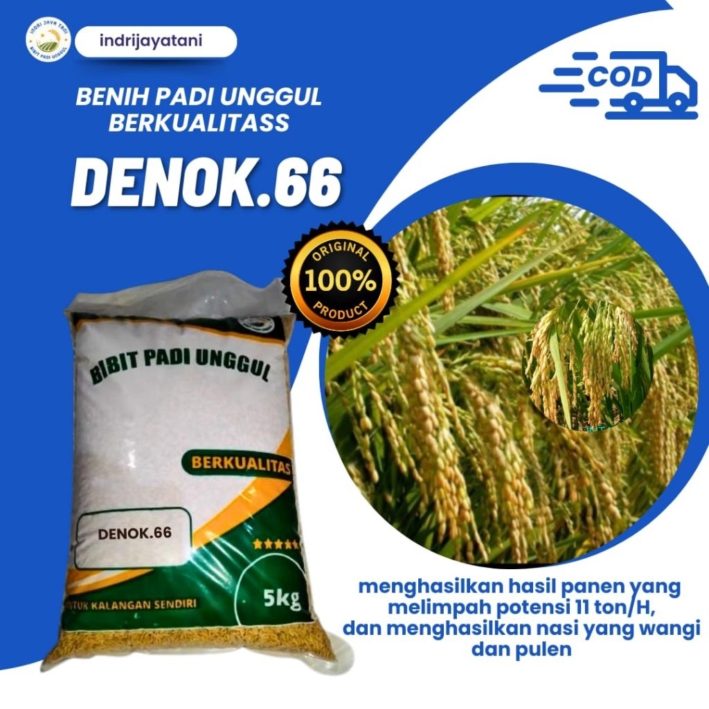 benih padi DENOK 66 benih padi unggul 5kg