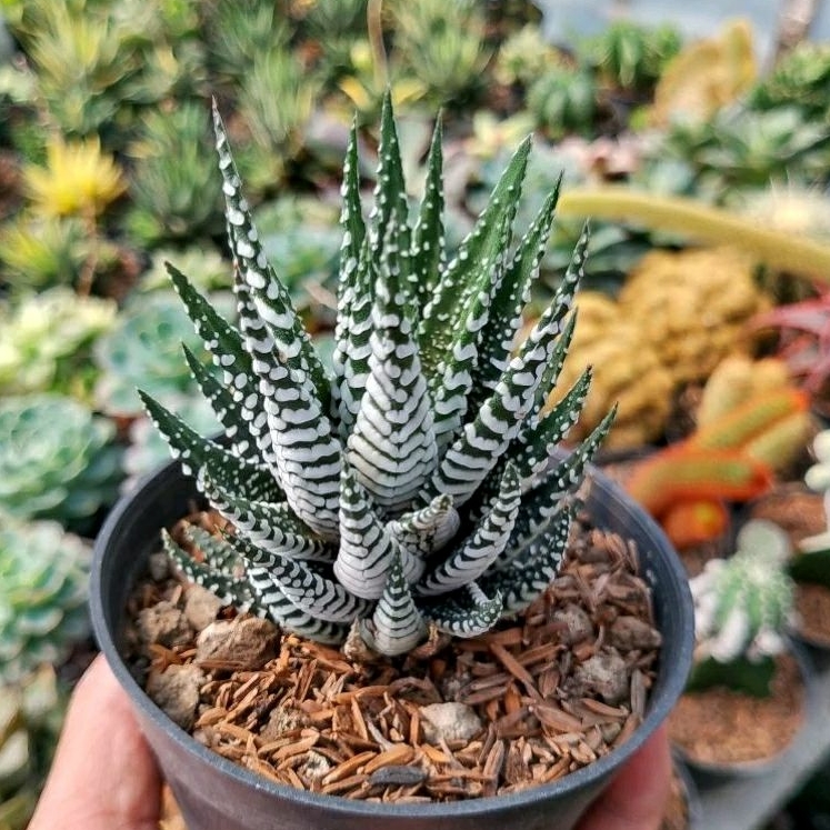haworthia zebra