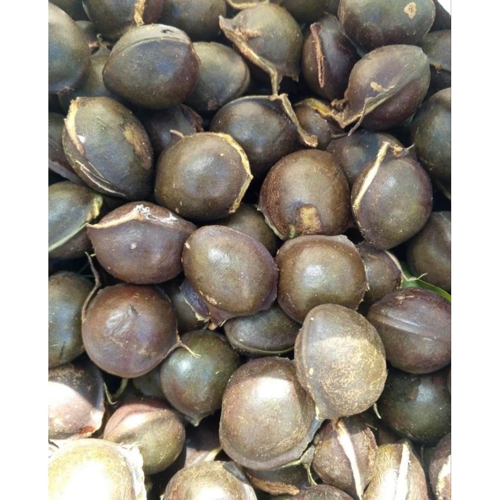 

Jengkol Kulitan Lampung/ Jengkol Baru