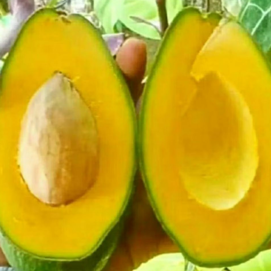 

Promo Alpukat mentega super 1 kg