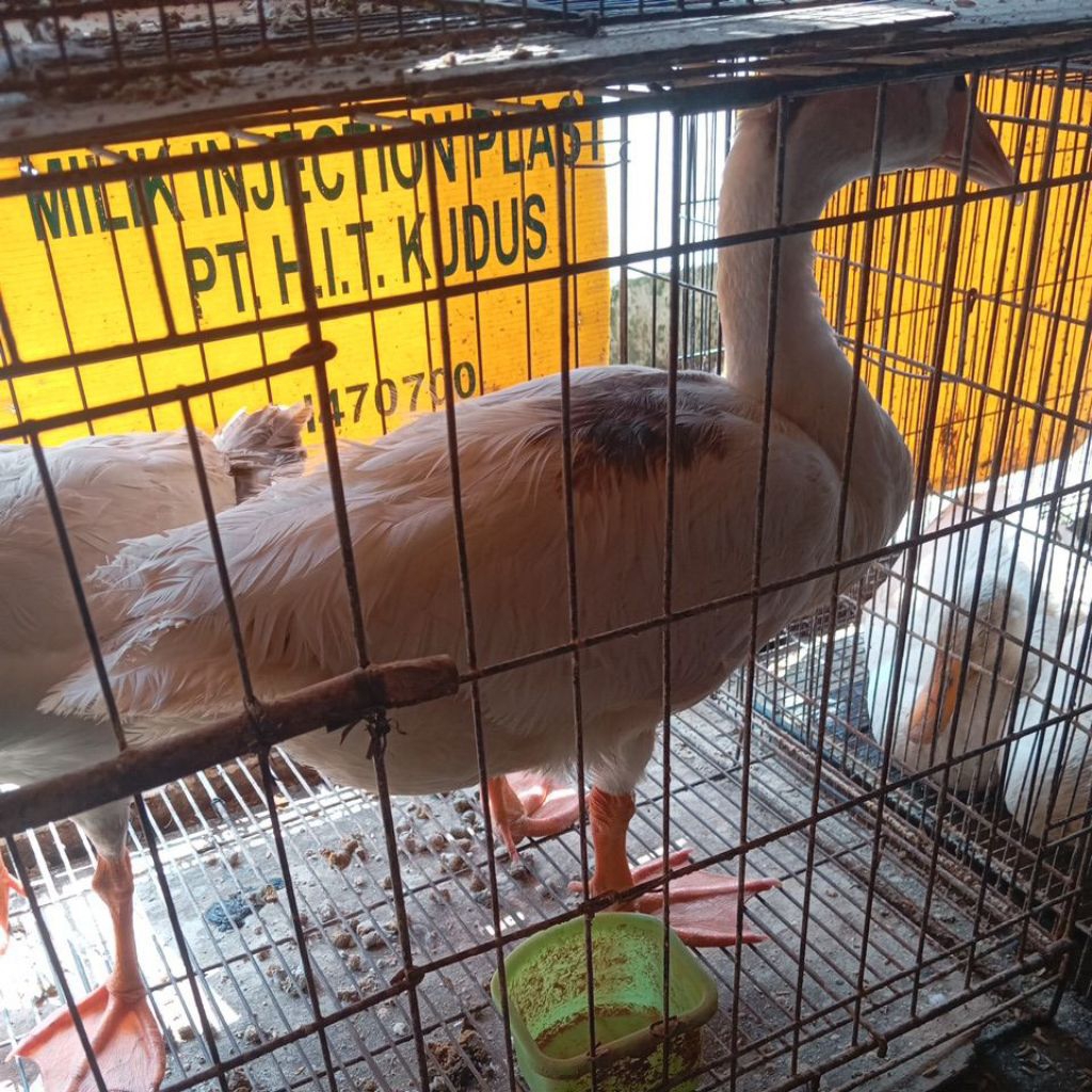 angsa /soang. dewasa/anakan usia . 2/3.bulan.reamja/dewasa.usi 9.bulan .sampai 1tahun.